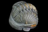 Perfectly Enrolled Morocops (Phacops) Trilobite #71678-3